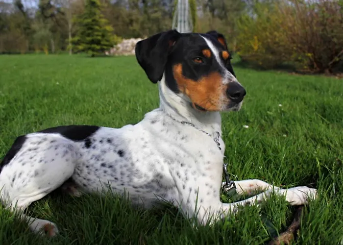 Le Grand Houx Orthez